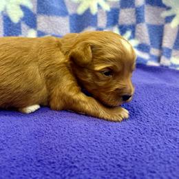 Black collar - Apricot male Goldendoodle puppy in Denison, Iowa from Violet View Iowa Goldendoodles