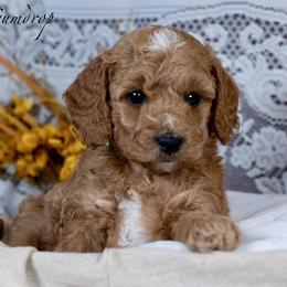 Gumdrop - Red  female Goldendoodle puppy in Boise, Idaho from Goldendoodle Baby