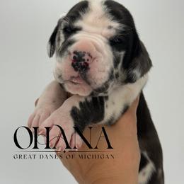 Nash - Harlequin male Great Dane puppy in Michigan from Ohana Great Danes of Michigan