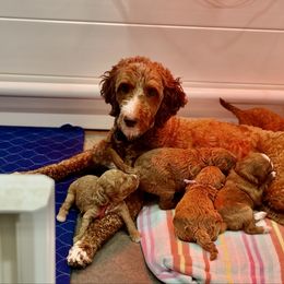 Juliette - Goldendoodle