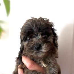 Molly - Black and white female Cavapoo puppy in Strasburg, Pennsylvania from Still Water Puppies