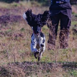Bordoodles from Curly Collies