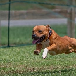 Staffordshire Bull Terriers from Empire Kennel Staffords