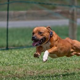 Staffordshire Bull Terriers from Empire Kennel Staffords