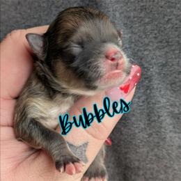 Bubbles - Orange sable female Pomeranian puppy in Utah from Pop Off Pomeranians