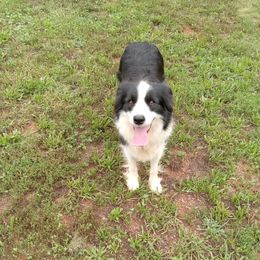 Fiesty - Border Collie