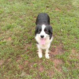 Fiesty - Border Collie