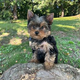 Athena - Blue and gold female Yorkshire Terrier puppy in Kendallville, Indiana from Yorkies Kisses/Rusalka Siren Song