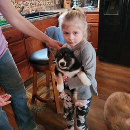 Shiba Inu Puppies from Tired Iron Shibas