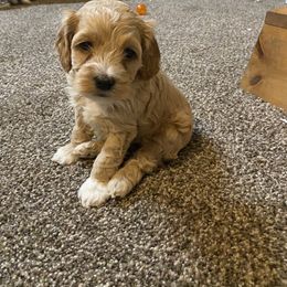 Cockapoo Puppies from Country J Canines
