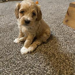 Cockapoo Puppies from Country J Canines