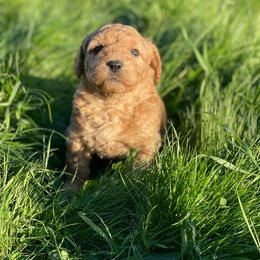 Goldendoodle Puppies from Doodle Paradise