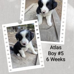 Australian Shepherd and Great Dane Puppies from AEW Farm