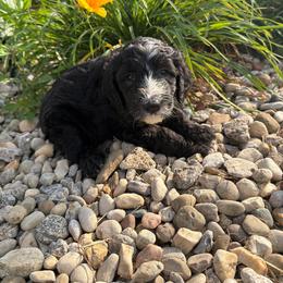 Skittles - Black and white female Aussiedoodle puppy in Columbia, Kentucky from Creek Bend Kennels