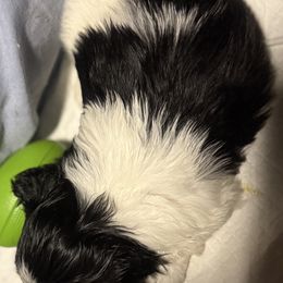 Pepper - Black male Pekingese puppy in Calhan, Colorado from Millennium Falcon Kennels