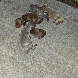 PCF1 - Chocolate and rust female Miniature Pinscher puppy in Middle Point, Ohio from Knisely's Min Pins-AKC