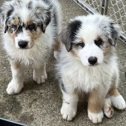 Australian Shepherd Puppies from Dawn Reid
