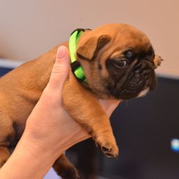 French Bulldogs from Serg Kon's French Bulldogs