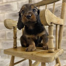 Sable - Red female Dachshund puppy in Bowling Green, Kentucky from Dachshunds of the Valley