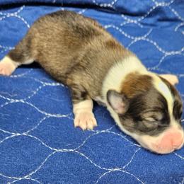 Walker - Sable male Pembroke Welsh Corgi puppy in Orrtanna, Pennsylvania from Mountain Top Shepherd's