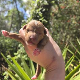 Clementine - Apricot female Goldendoodle puppy in Gainesville, Florida from Alyssa Xxweetdoodles
