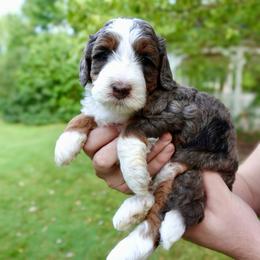 Mary - Merle female Bernedoodle puppy in Ammon, Idaho from Little Stone Bernedoodles