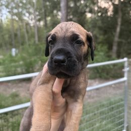 Andromeda - Fawn female Great Dane puppy in Ocala, Florida from Cloud9 Bedlingtons and Argos Danes