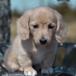 Dachshund Puppies from Dirt Road Doxies