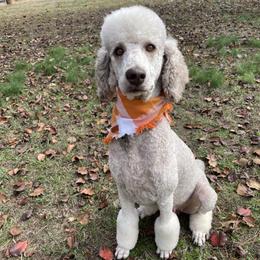 Poodles from Arkansas River Poodles