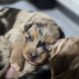 Omelet (Blue Merle) - Blue merle male Australian Shepherd puppy in Rainsville, Alabama from Chaparro Farm Aussies