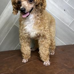 Goldendoodle puppies from Ohio Puppy Paws