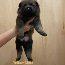 German Shepherd Puppies from Vom Jazzigen Haus