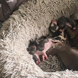 Italian Greyhound Puppies from Fisher Link