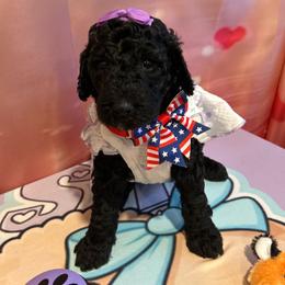 Asia - Silver female Poodle puppy in Mobile, Alabama from Semmy’s Standard Poodle LLC