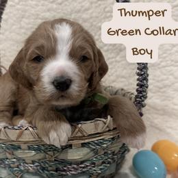Thumper - Red  male Goldendoodle puppy in Taylorsville, North Carolina from Doggone Dixie Doodles