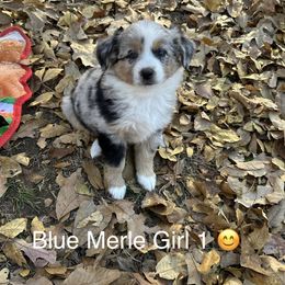 BMF 1 - Blue merle female Miniature American Shepherd puppy in Prairie Grove, Arkansas from IQ Farms