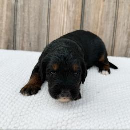 Simba - Phantom male Bernedoodle puppy in Wamego, Kansas from Doodles of Oz