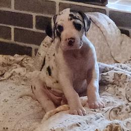 Harlequin Female - Harlequin female Great Dane puppy in Gig Harbor, Washington from Lakaya Danes