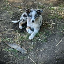Australian Shepherd and Border Collie Puppies from Wild Rose Ranch