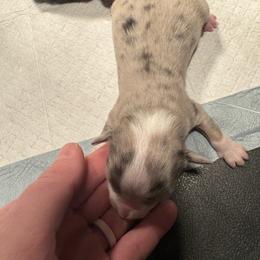 Comet - Blue tri male Toy Australian Shepherd puppy in Menan, Idaho from Teton Toy Aussies