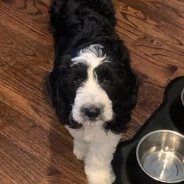 Goldendoodle, Golden Retriever, and Sheepadoodle Puppies from Guppy Puppies
