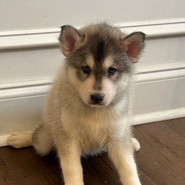 Brock - Gray and white male Siberian Husky puppy in Summerville, South Carolina from Carolina Husky Lodge