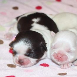 English Bulldog Puppies from Storm Stopping Bulldogs
