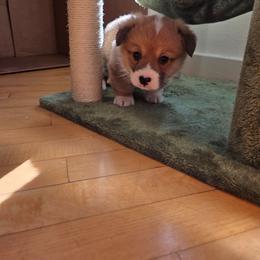 Orange Collar - Red male Pembroke Welsh Corgi puppy in Fallon, Nevada from Fuzzy Butt Corgies