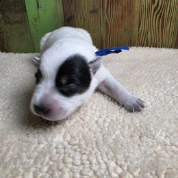 Dk Blue Collar - Blue male Australian Cattle Dog puppy in Riverton, Utah from Rundown Ranch Cattle Dogs