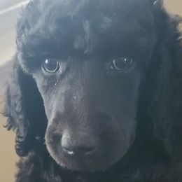 Boy 1 - Poodle puppy in Browns Mills, New Jersey from Shallow Bay Standard Poodles