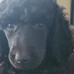 Boy 1 - Poodle puppy in Browns Mills, New Jersey from Shallow Bay Standard Poodles
