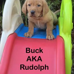 Rudolph - Yellow male Labrador Retriever puppy in Tigard, Oregon from Morrison Labrador Retreivers