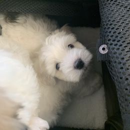 Coton de Tulear Puppies from Catawba Cotons