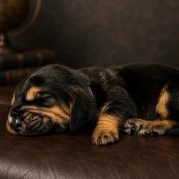 Gray collar - Black brown and white male Basset Hound puppy in Edmonton, Kentucky from RiverBottom Bassets